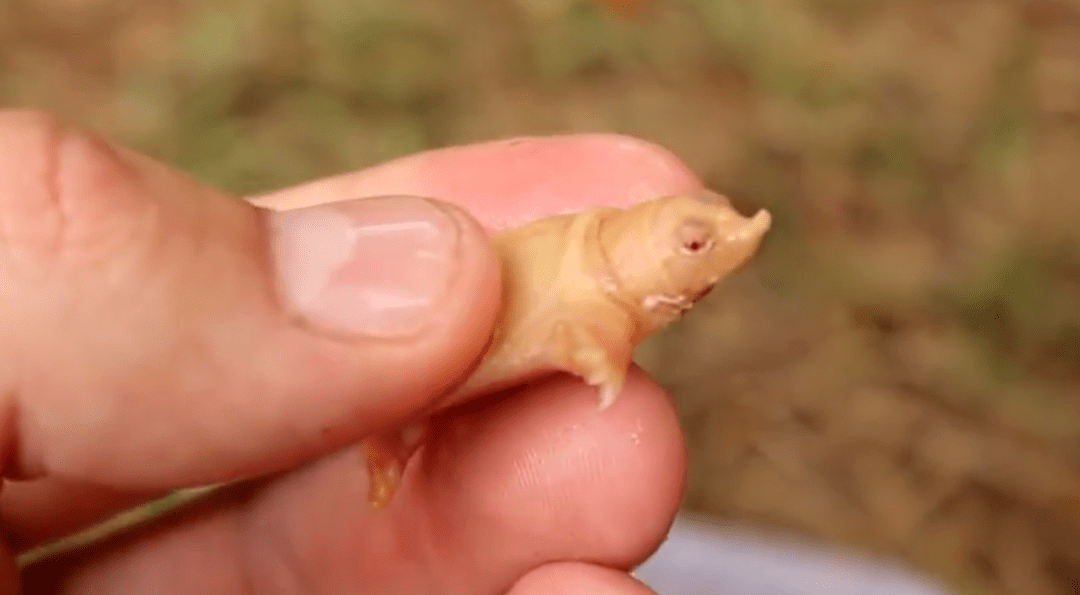 老外手中的白化甲鱼是怎么养的