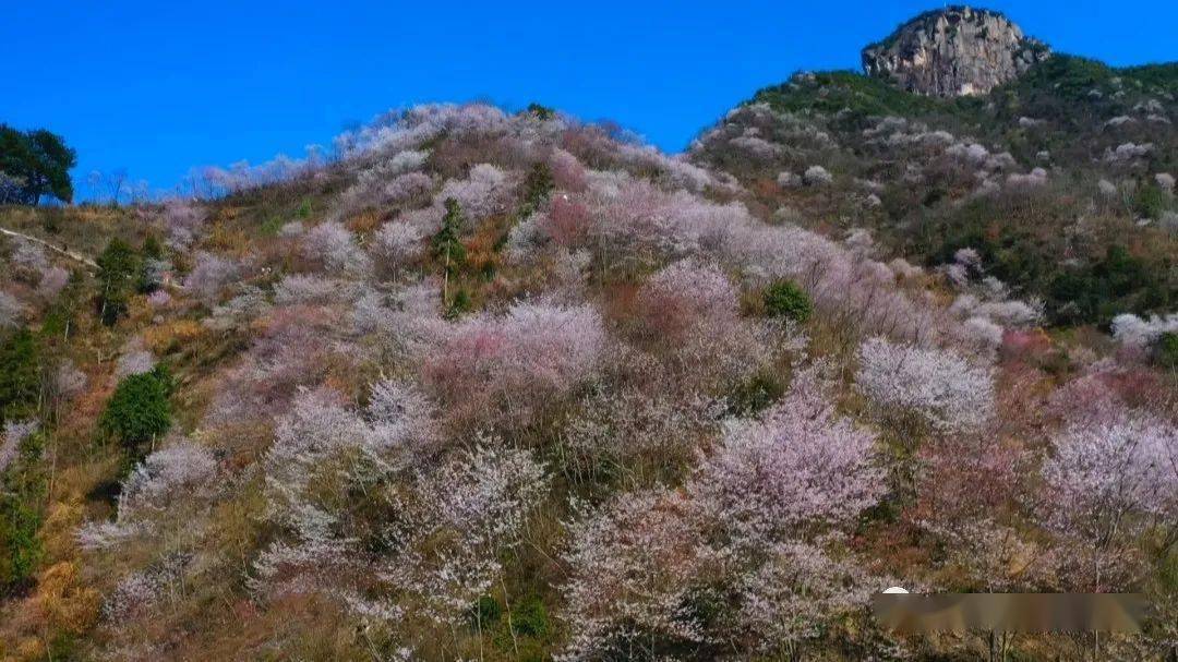 磐安野樱花儿开游人醉花海