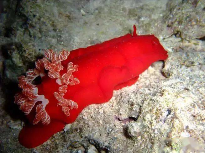 彗尾蛾,在马达加斯加发现的世界上最大的一种蛾