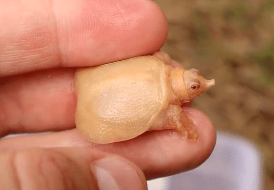 老外手中的白化甲鱼是怎么养的