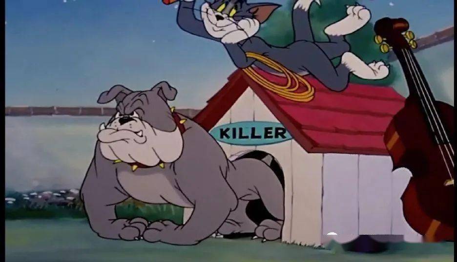 肥牛是一只斗牛犬,第一次见到它的时候,就忍不住想起《猫和老鼠》里的