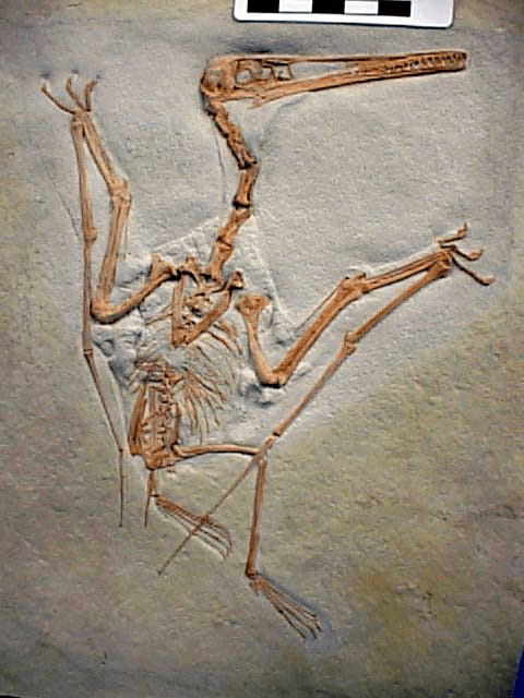 汪筱林|化石有话要说:远古天空霸主翼龙长这样