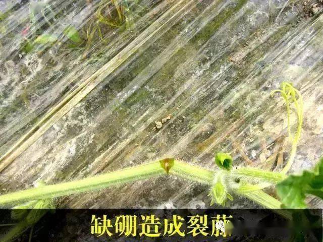 大棚西甜瓜龙头皱缩啥问题?_西瓜