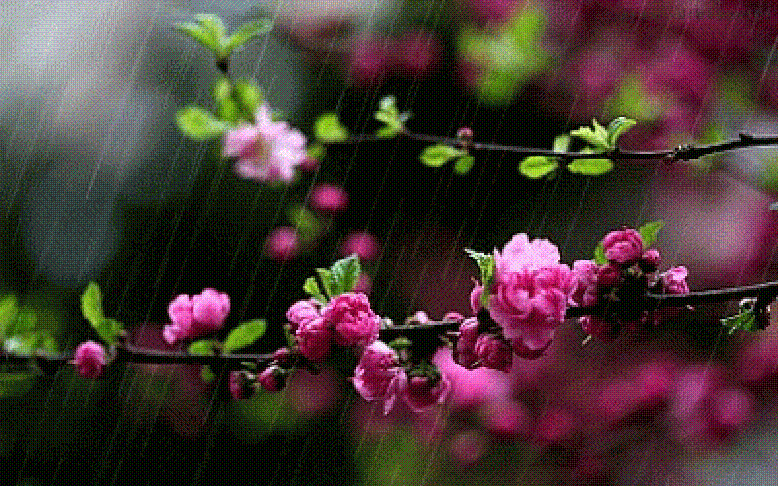 《春夜喜雨》唐·杜甫好雨知时节,当春乃发生.随风潜入夜,润物细无声.