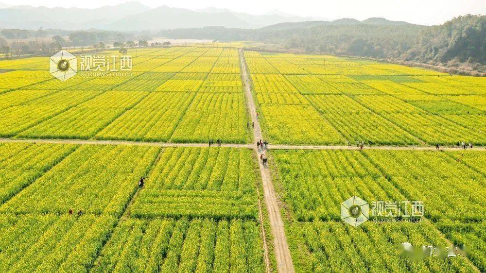 吉水县乌江镇gdp_吉水乌江 千亩油菜花海醉游人