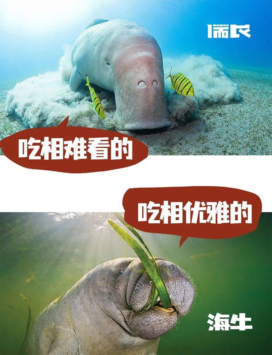 海牛讲究!打完喷嚏,不忘擦鼻子_儒艮