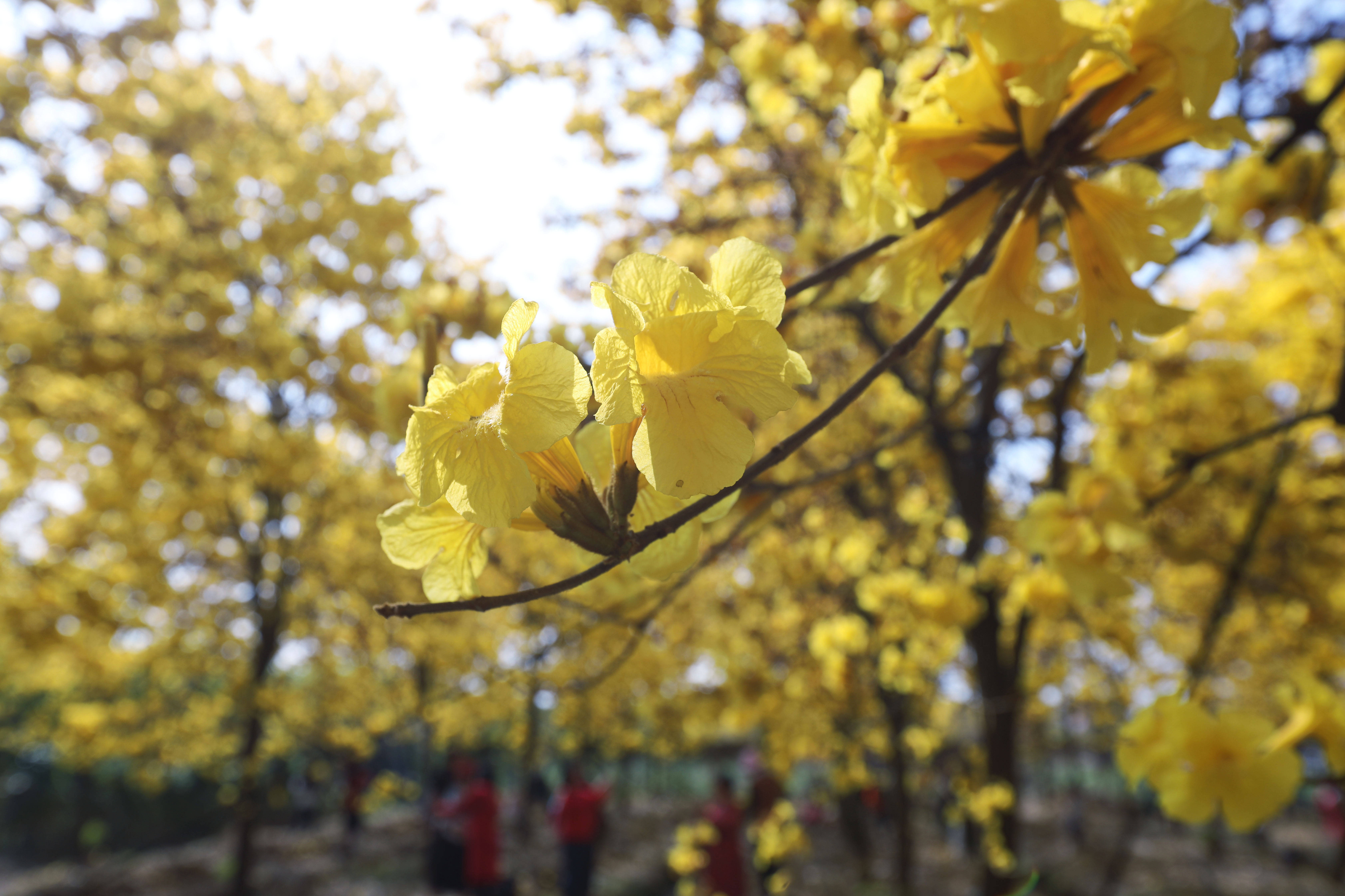 春日赏花正当时 来南沙看满树黄花