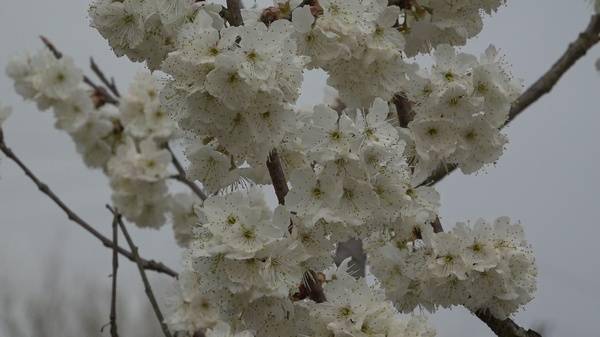 贵州桐梓：万亩樱桃花迎春绽放