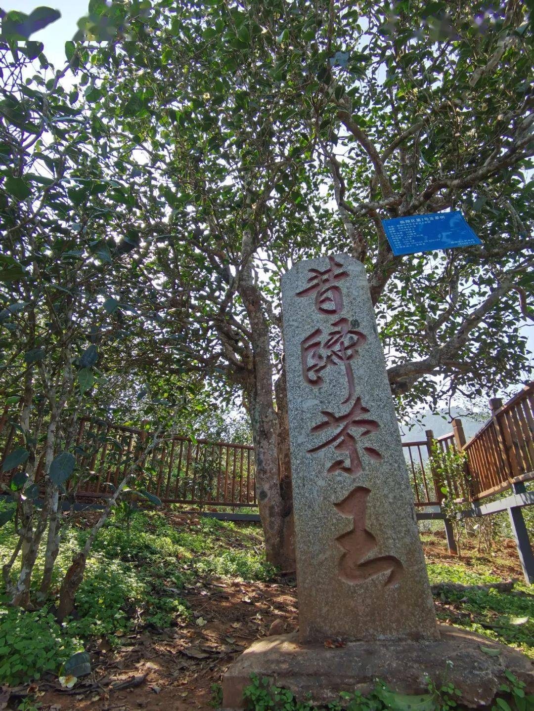 邦东旅游攻略昔归寻茶走进邦东