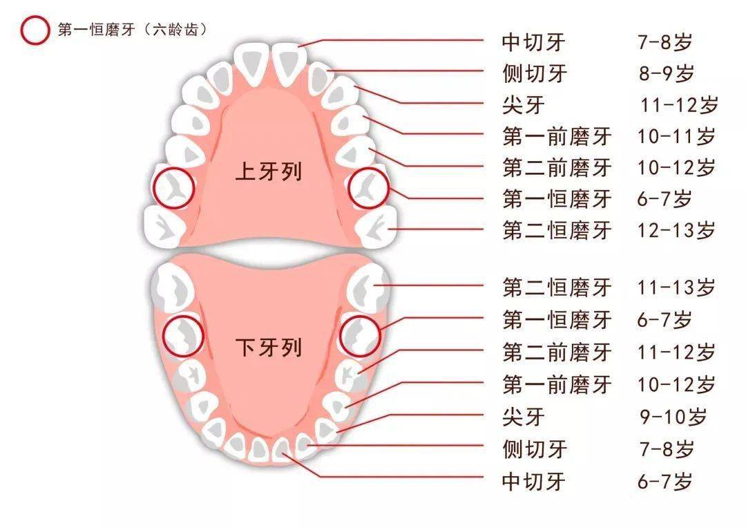 儿童牙齿分布图图片