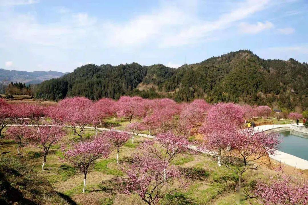 梅花面积约200亩正南生态农庄地点:革勒车镇镇南村正南生态农庄任你