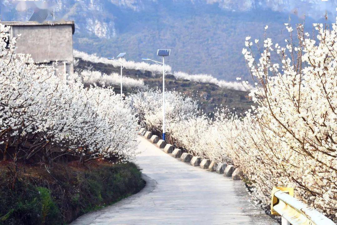 乌蒙春色秀凹河樱花开