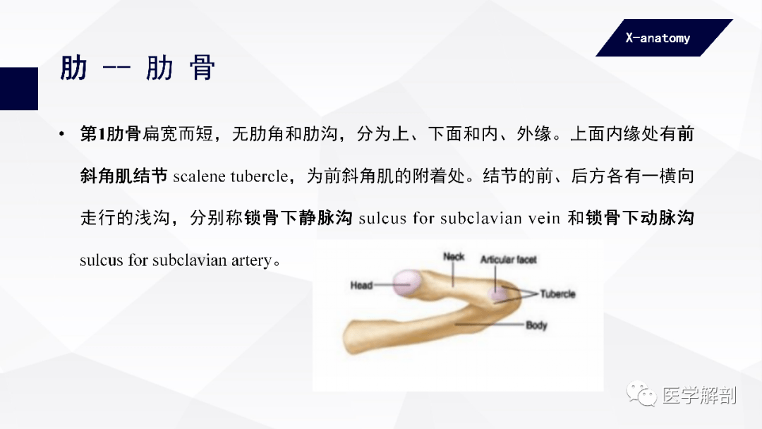 人体解剖学中轴骨及其连结躯干骨