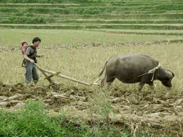 永州芳田里村人口_湖南永州塘背村