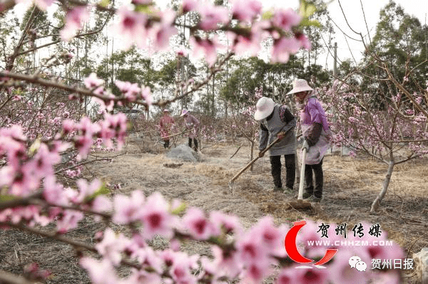 富川葛坡人口_富川脐橙