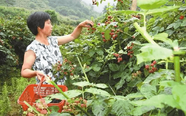 致富经种植_致富种植什么比较赚大钱_致富种植业