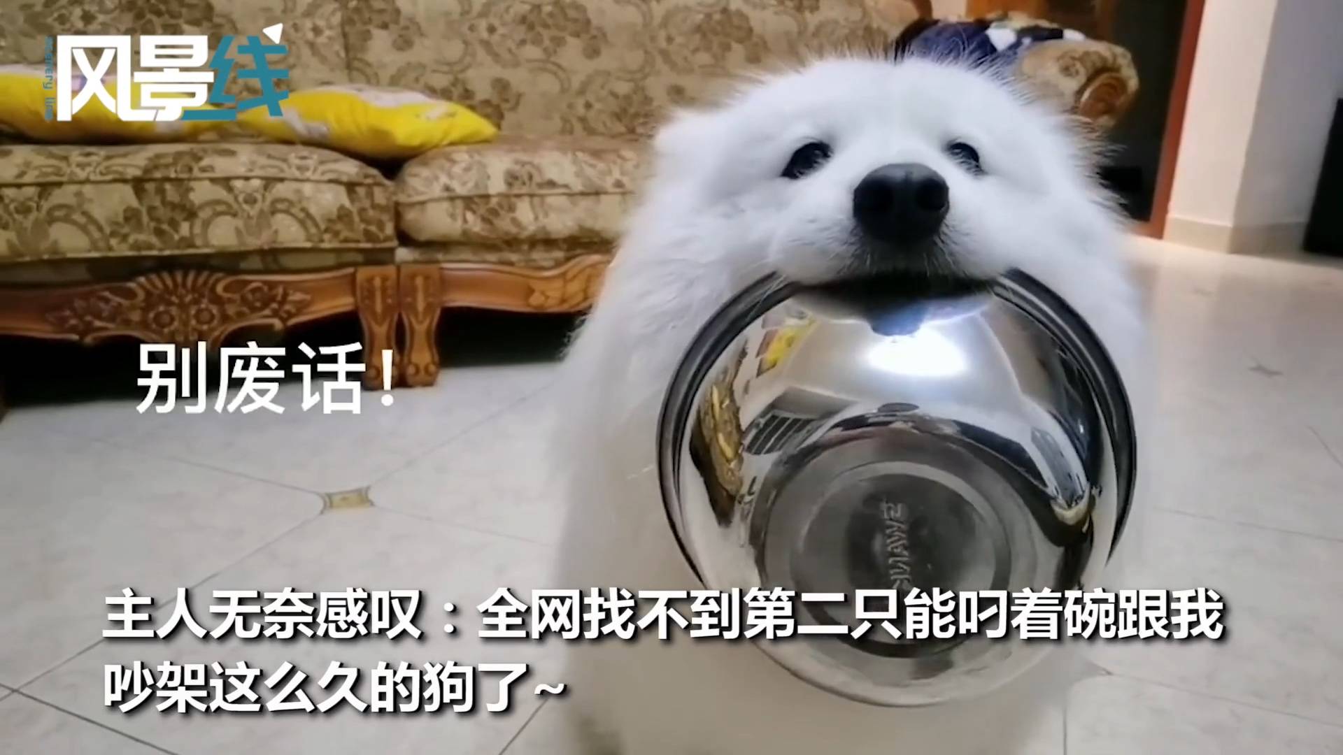 狗跟主人吵架视频 582aed51b03c4b77949cfb9ec9b1e46e.jpeg