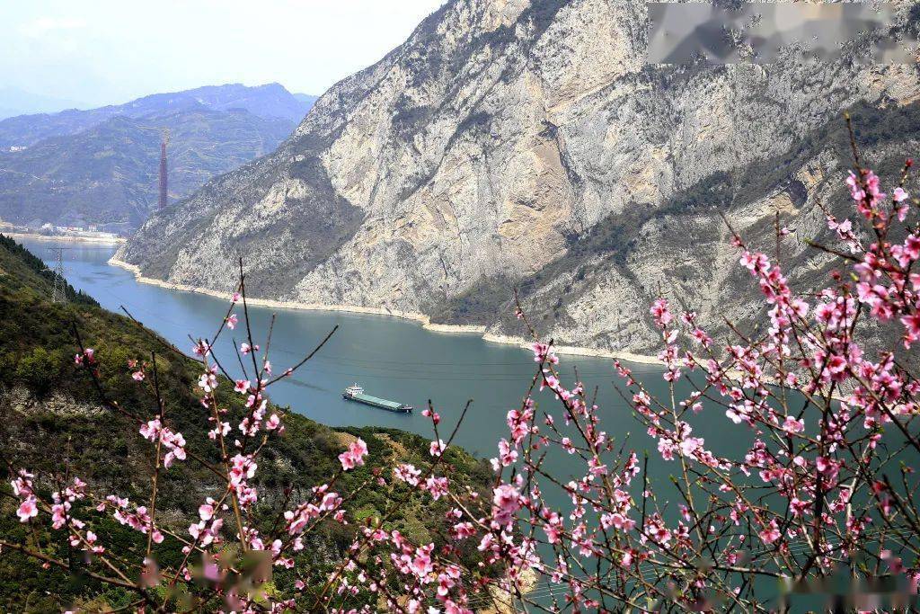 峡江两岸山花烂漫,一派生机勃勃长江西陵峡@fakejose_xswl 摄宜都