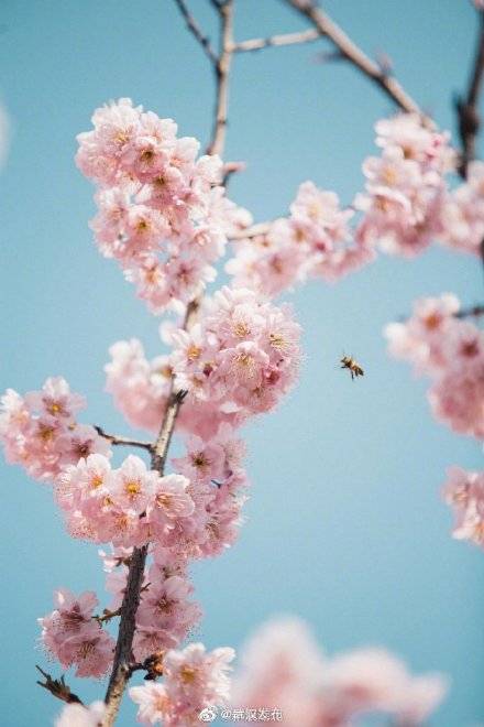 红粉陌上，春色正浓！武汉大学早樱盛放