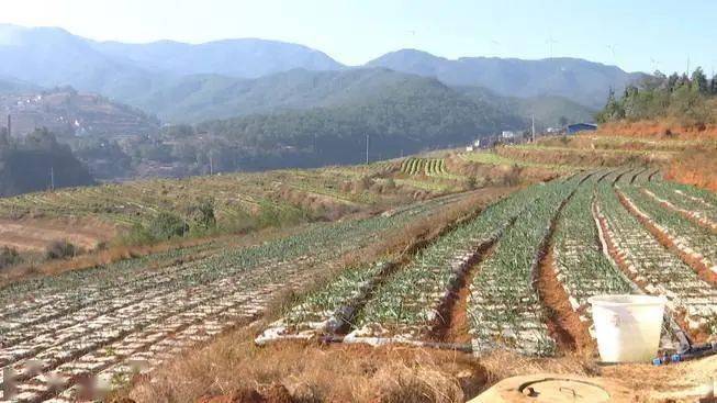 安樂鄉發展特色產業帶動村民增收致富