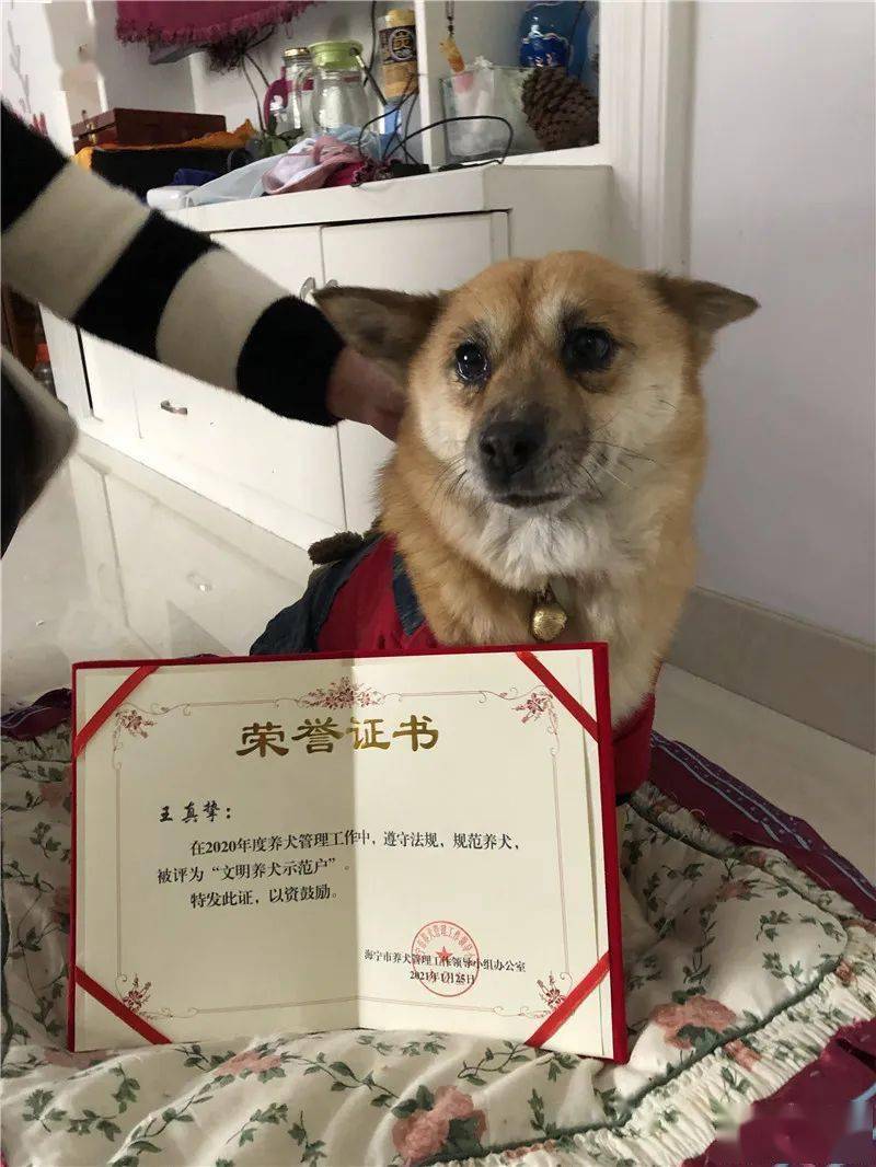 海宁首次200名犬主领到文明养犬荣誉证书