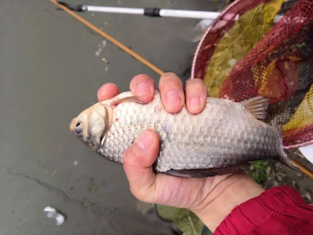 冬天大中型水库鲫鱼难钓那是因为没有遵循这几个原则