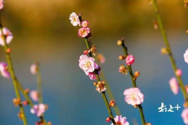 普宁南溪：灼灼桃花源 悠悠水乡中