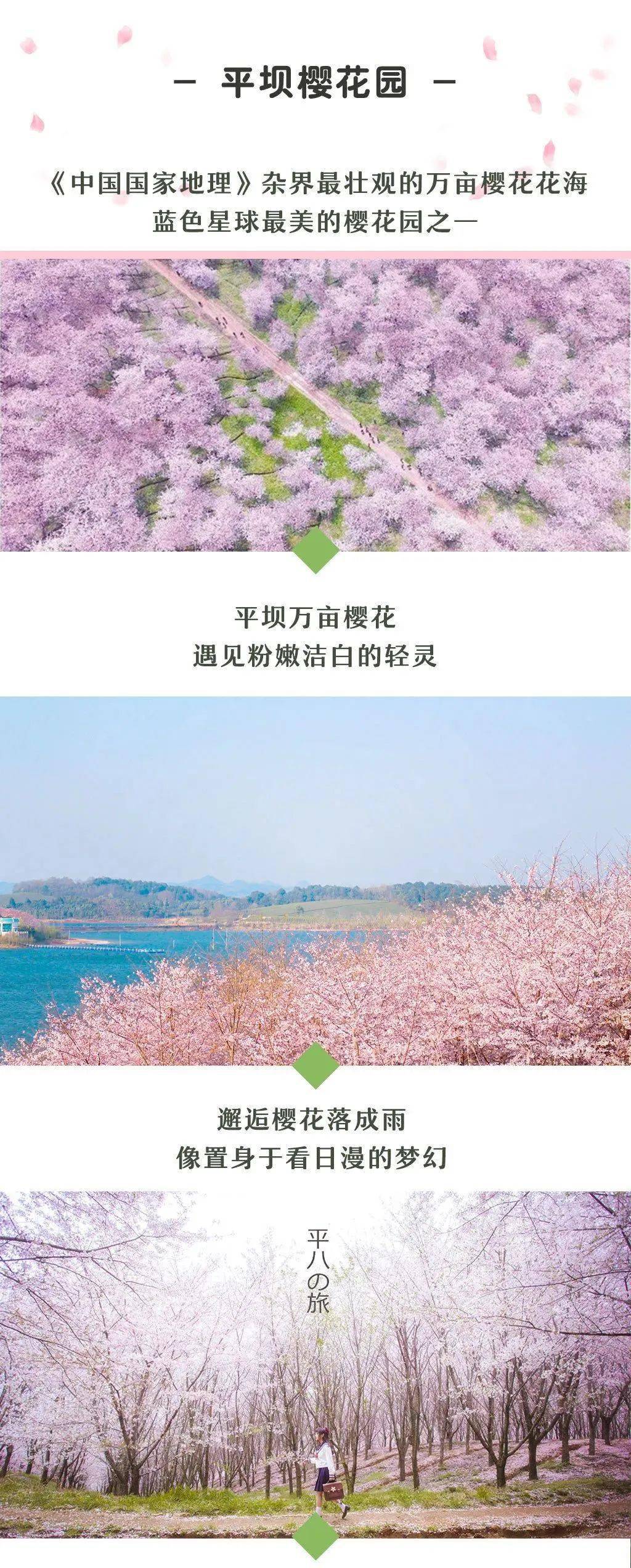 遇见 花季贵州 2 6人vip私享丨金海雪山 青岩古镇 黄果树大瀑布 平坝万亩樱花丨4天3晚 贵阳