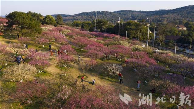 东湖马鞍山森林公园千梅竞放