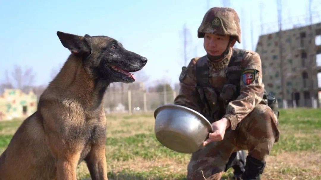 军犬左飞我的新年新突破