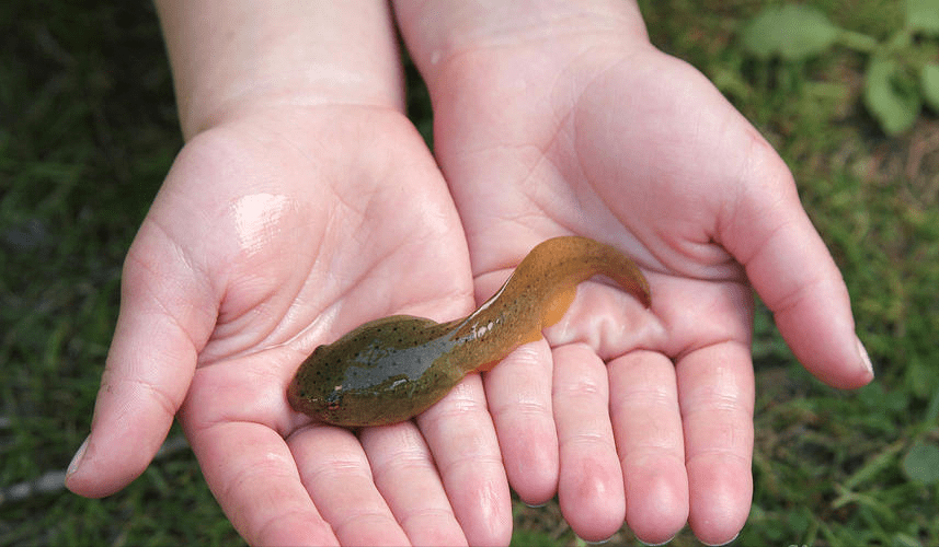 北美牛蛙侵入中国内陆最大长到2公斤新疆已经失守