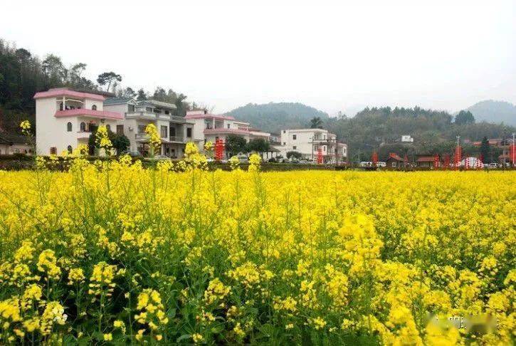 广州红山村油菜花图片