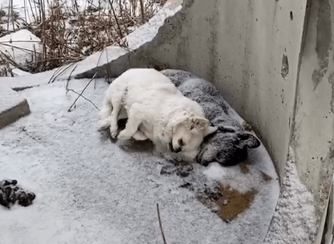 这天一黑一白两只狗狗在冰雪天中相互依偎着去世了