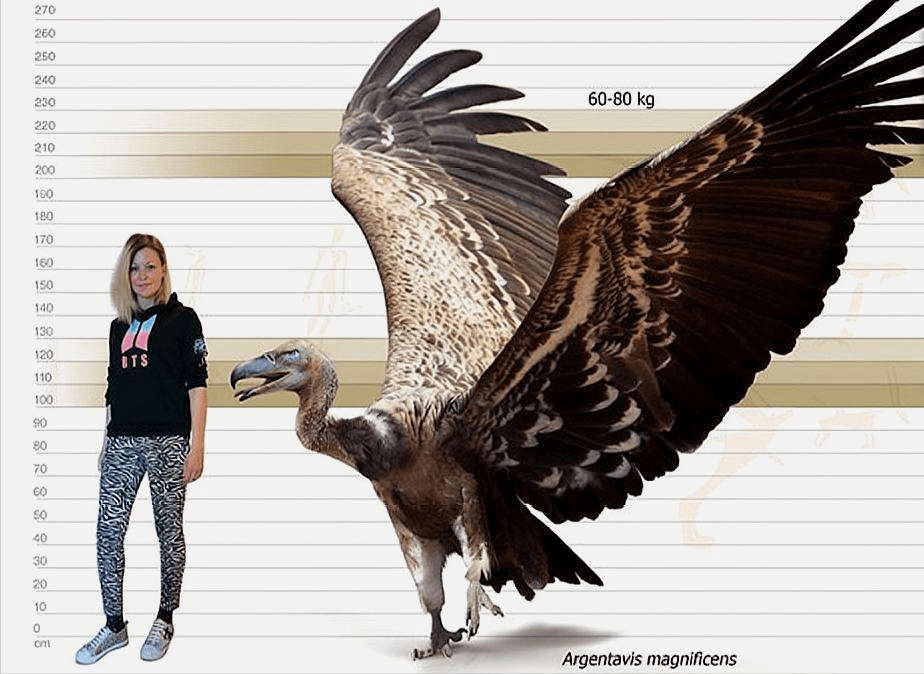 体重70公斤翼展7米的史前巨鹰能不能飞成了争论焦点