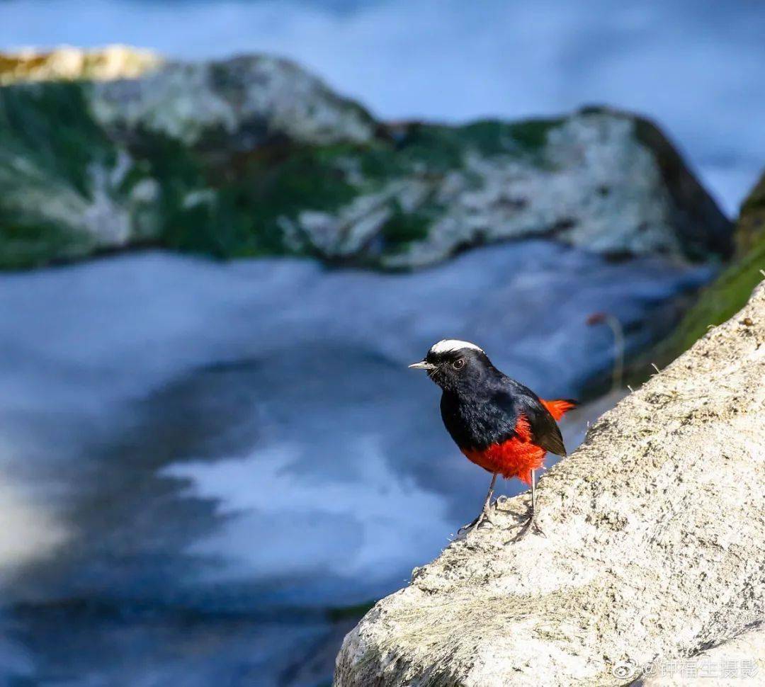 飞鸟与蓝天彩霞落岸边天上人间的美景济南都有了