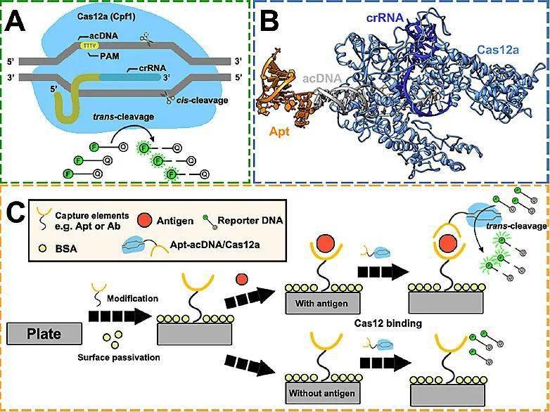 【分析】基于核酸适配体-CRISPR/CAS12a偶联体系的免疫分析法_Cas