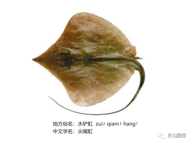 鱼和梳子猜成成语_梳子简笔画(3)