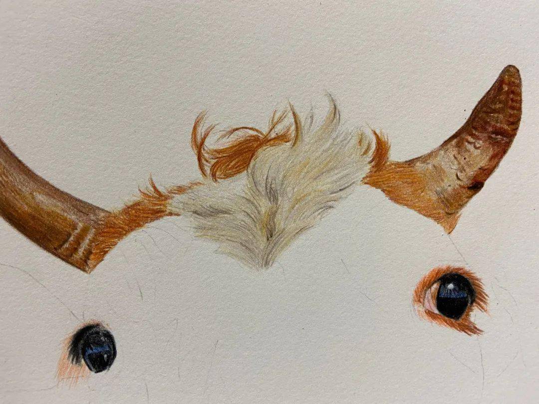 十二生肖彩铅画图文教程牛