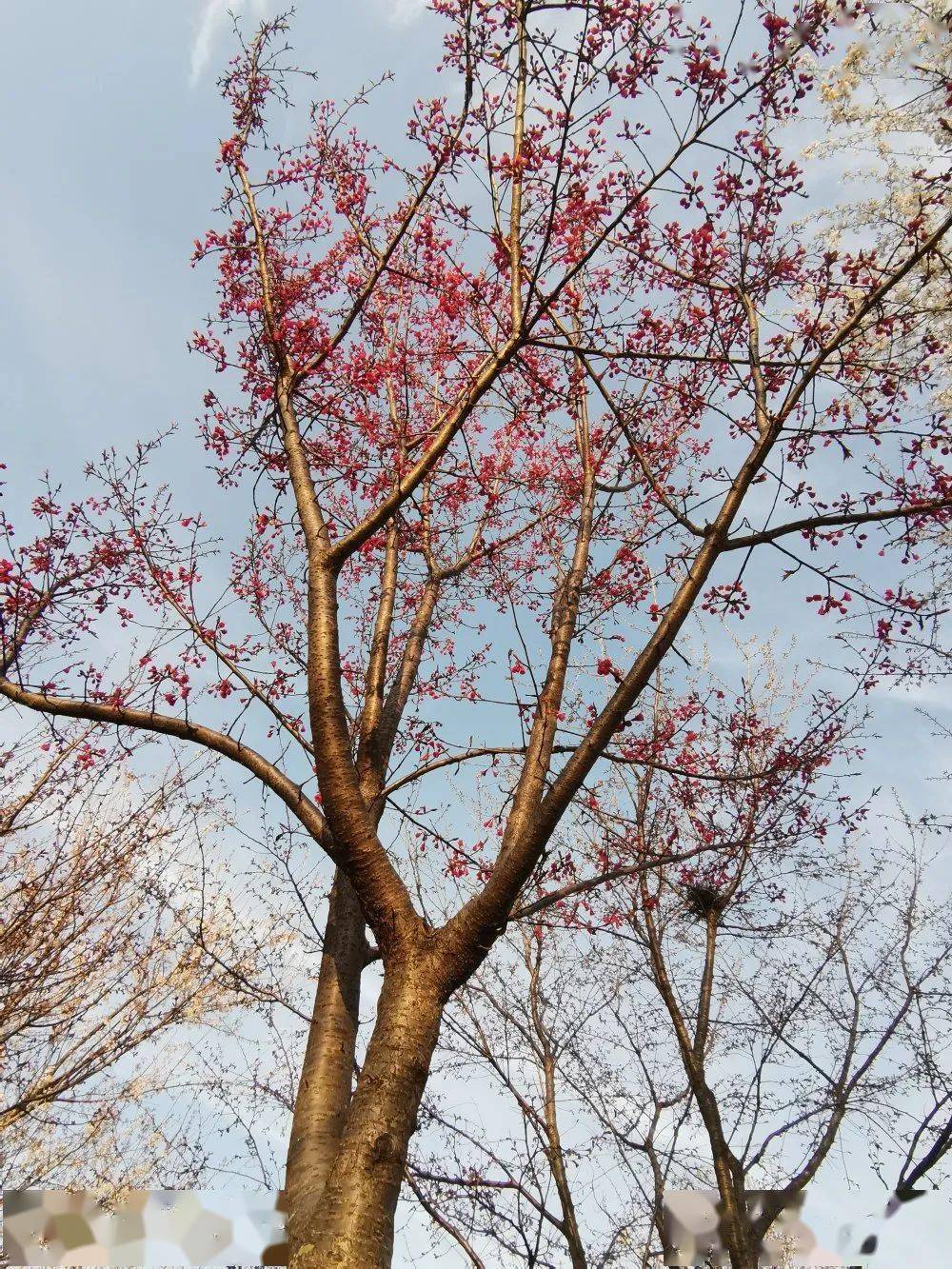 长丰义井樱花小镇图片