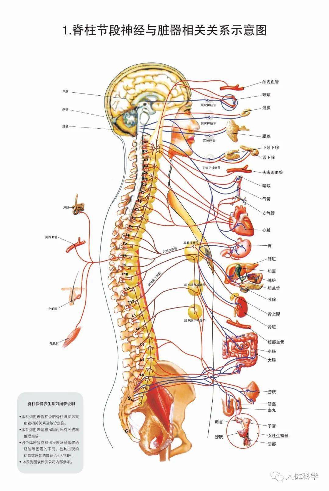 躯干骨连结--脊柱_韧带