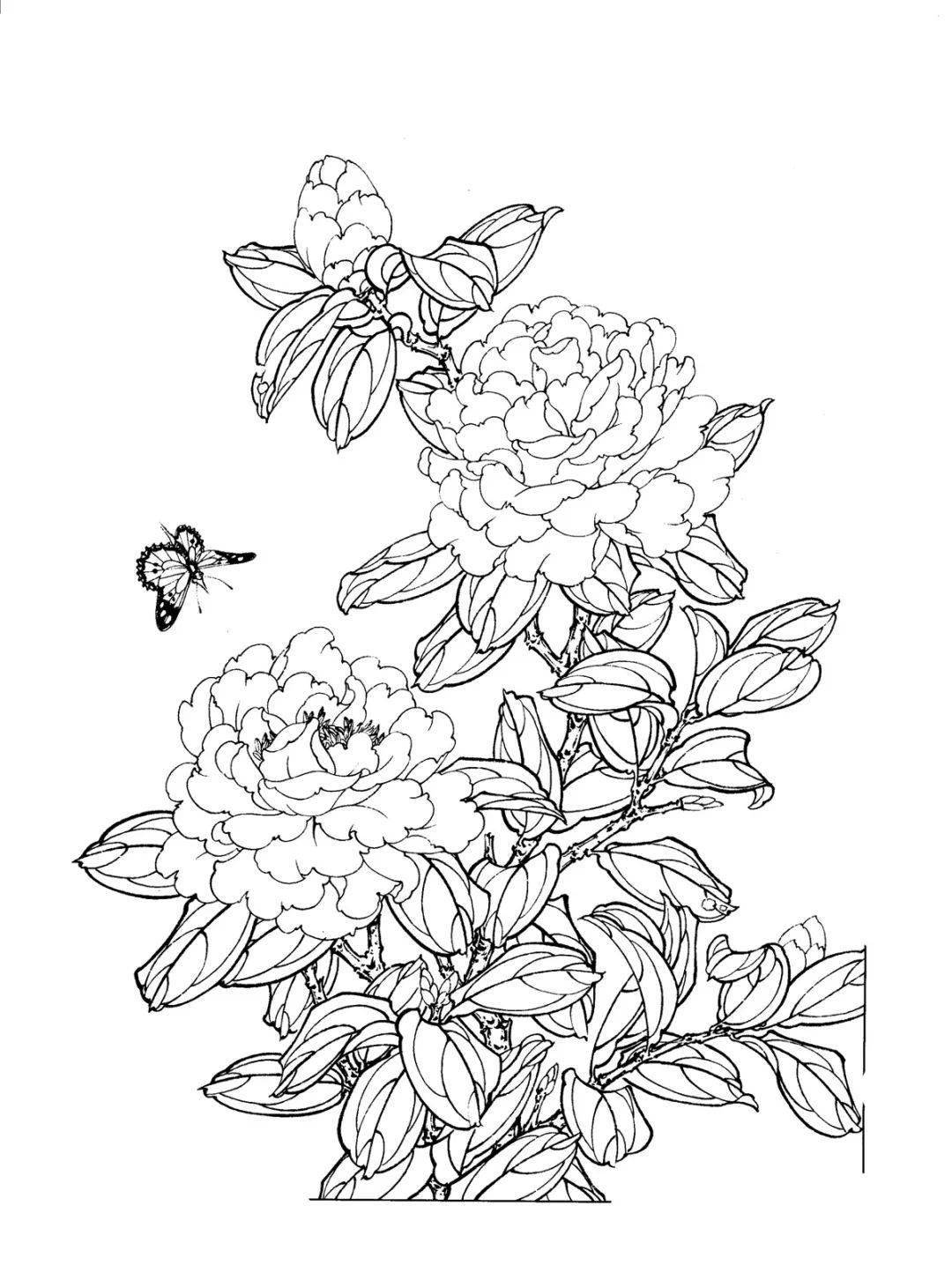 国画花鸟白描素材,你值得拥有!