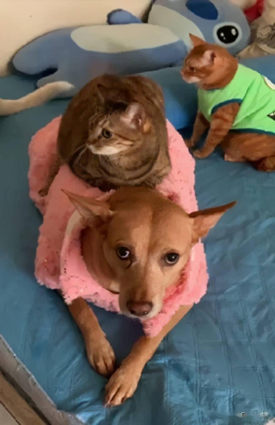 家里的猫都喜欢骑狗子身上橘猫还默默排队狗子这可使不得
