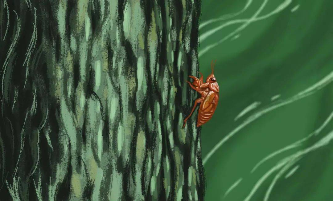 百年乐活惊人的荷花定律竹子定律金蝉定律