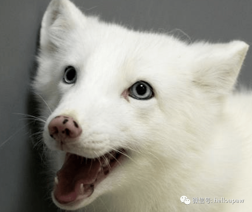 您品鉴俺的笑～我前身是神秘的青丘白浅,这一世,我化身一尾真正的白狐