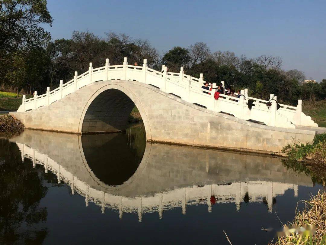 城市建设 太师渊公园里的连根树景观 双拥