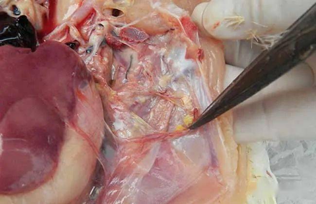 5900只种鸡再次瘟坪粑.