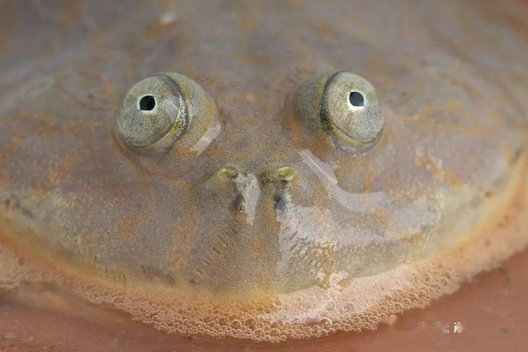 物种图册圆眼珍珠蛙公布66期猜动物的答案