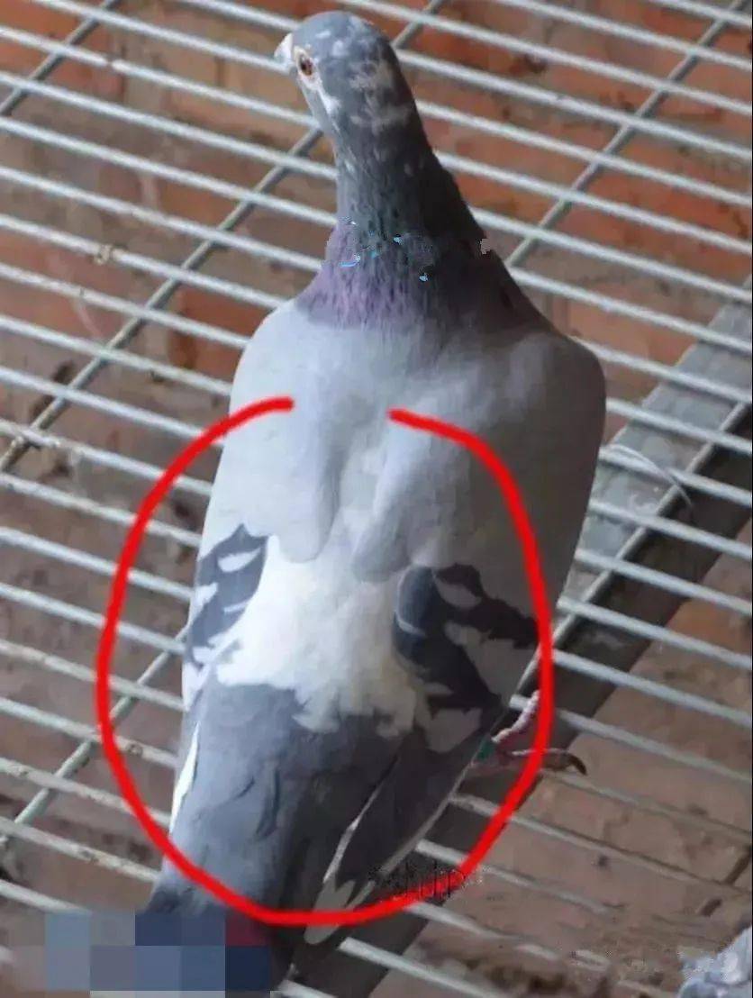 快速鸽后背,后腰的与众不同在哪里?_鸽子