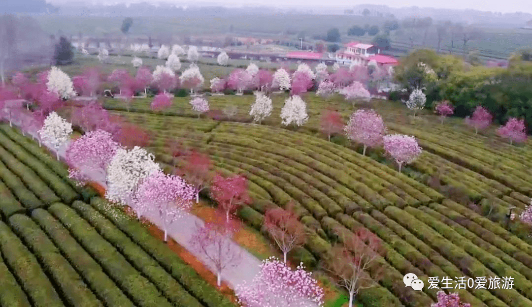 茶园婚纱基地_茶园基地图片(3)