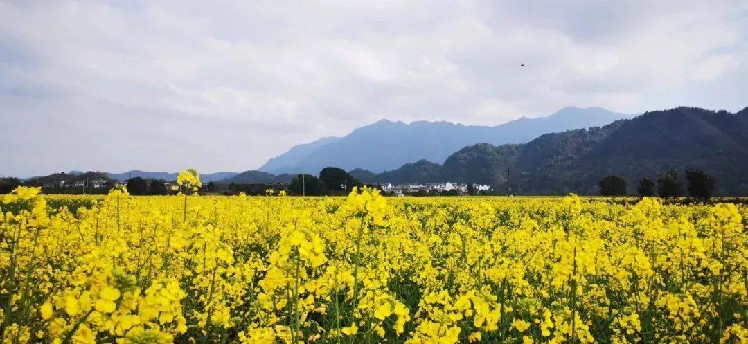 3月4号建德下崖村油菜花海值得一看
